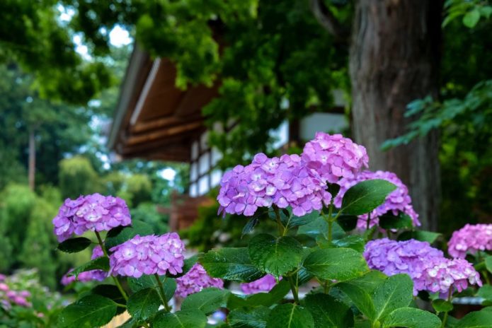 Hydrangea