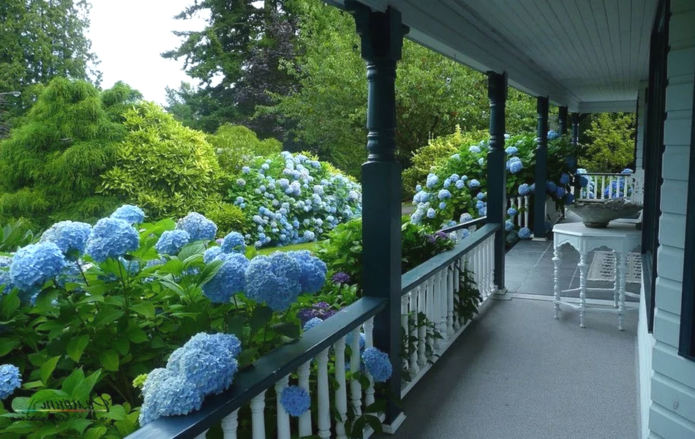 Hydrangea in containers