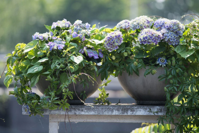 Hydrangea in containers