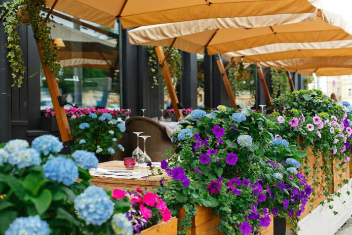 Hydrangea in containers