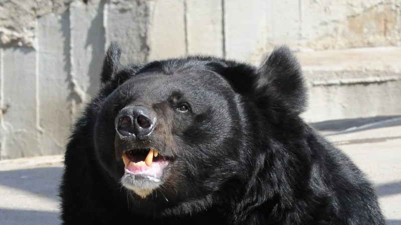 Eh, I'll pump it !: a Himalayan bear is interested in an old truck