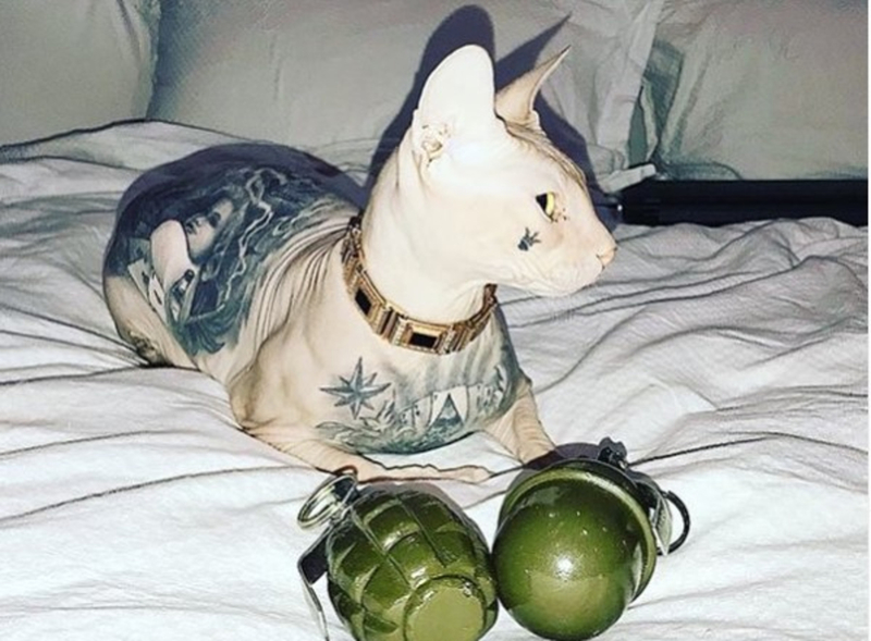 On the chest - a tattoo: a famous blogger lost a cat