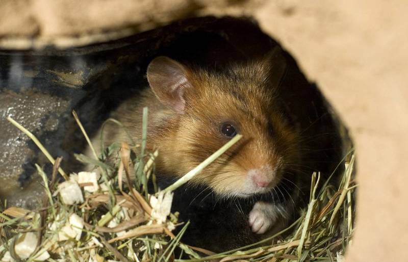 hamster on the road