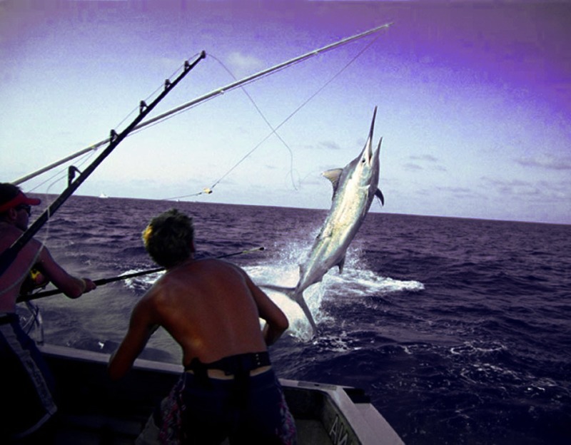 Tsar fish: Irish fishermen catch giant tuna in the Atlantic