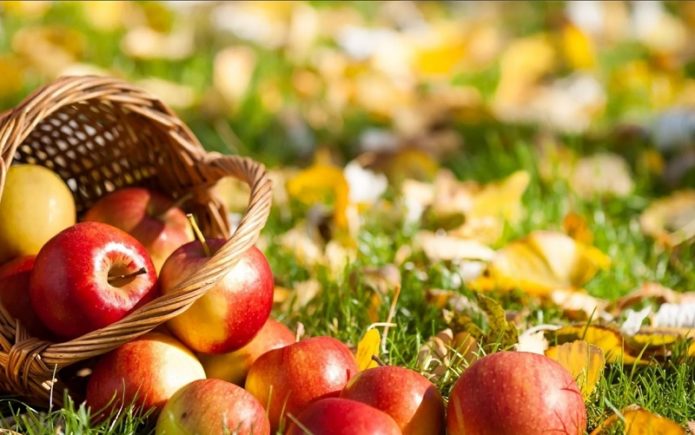 Apples scattered from the basket in autumn