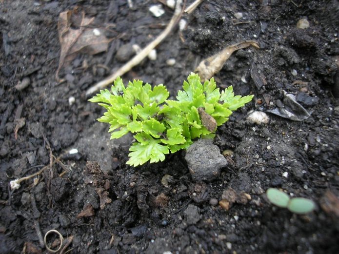 Greens sprout from the ground