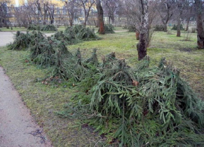 Roses covered with spruce branches for the winter