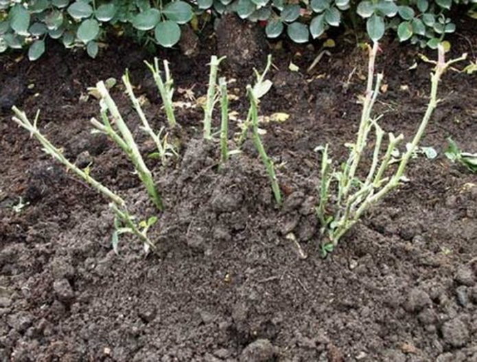 Roses cut for the winter