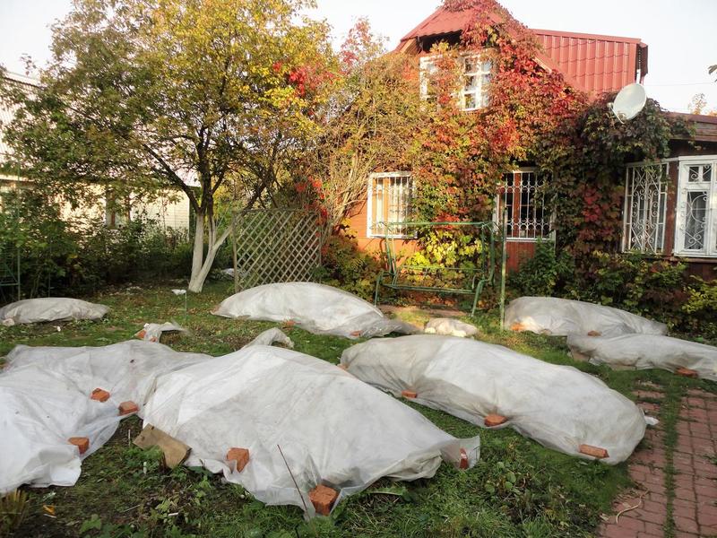 Shelter roses for the winter