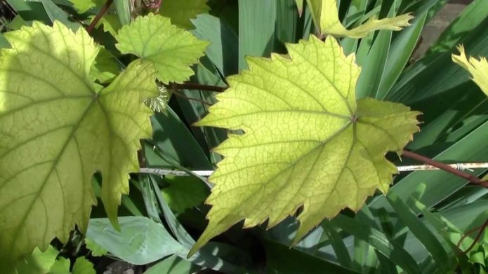 Yellowing of grape leaves from lack of feeding