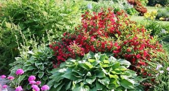 Blooming weigela among the host