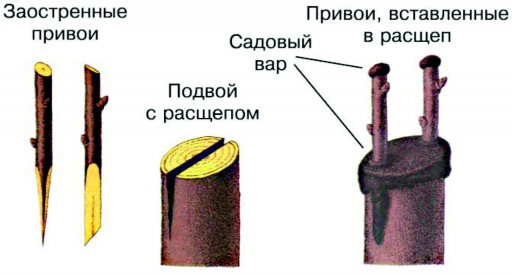 Grafts and rootstocks