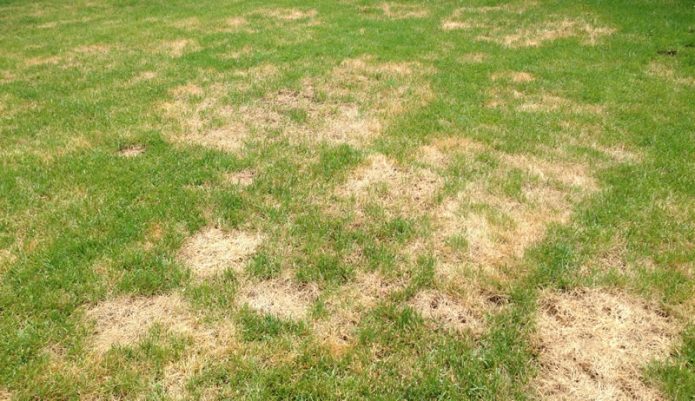 Yellow patches on the lawn. Why? What to do?