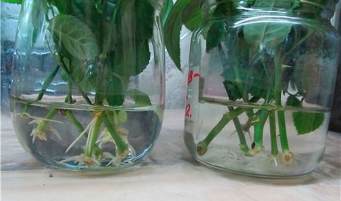 Irgi cuttings sprouting in water