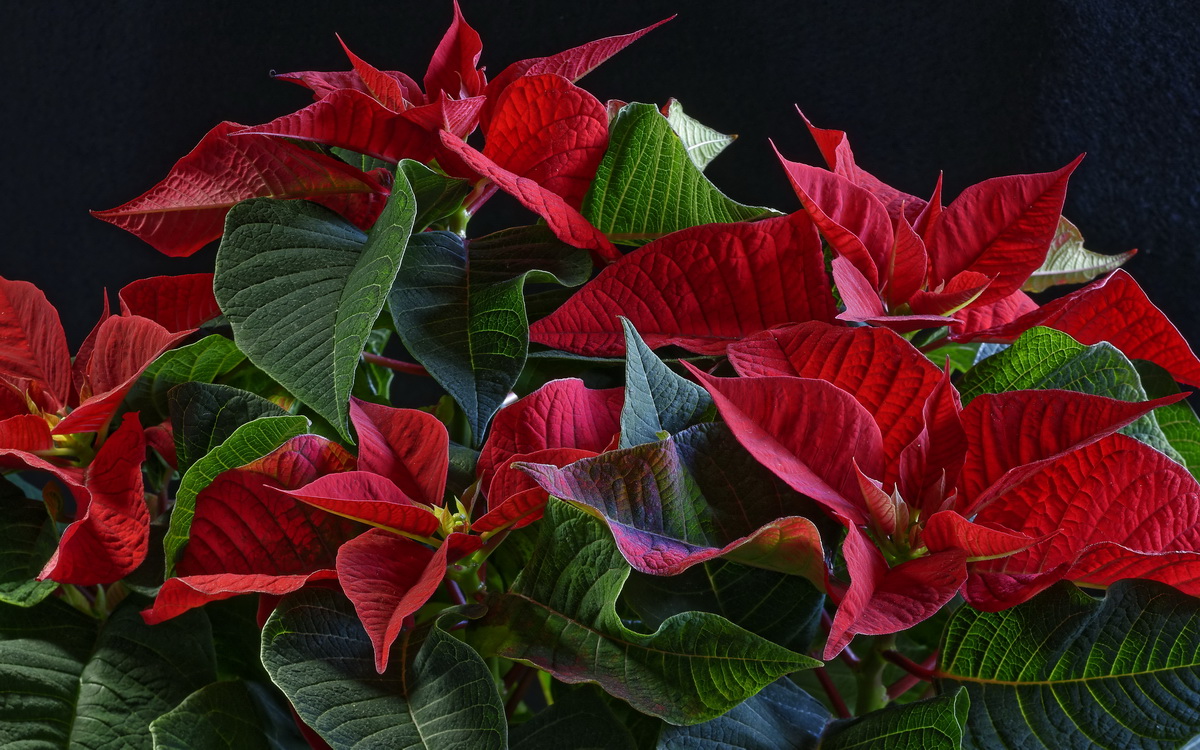 Poinsettia care at home: varieties, photos