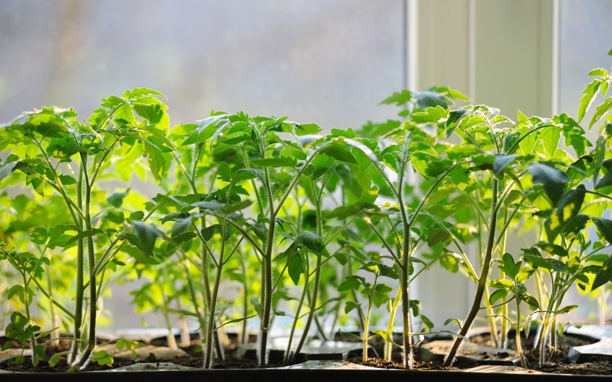 All fertilizers for tomato seedlings: types of fertilizers, when and what is better to feed