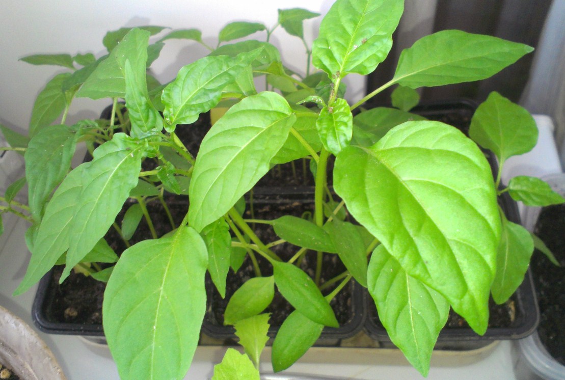 Growing and caring for peppers from seedlings