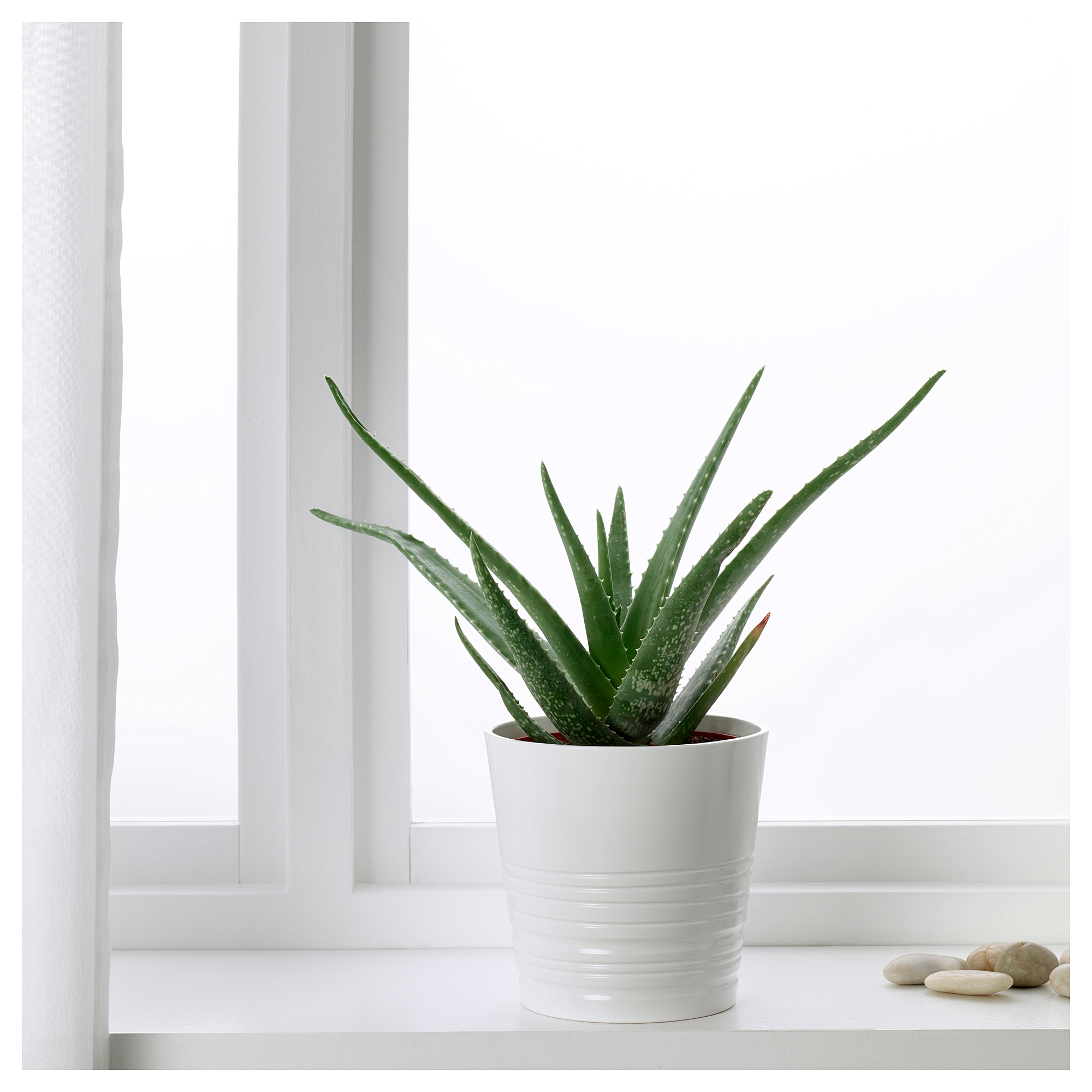 Aloe vera: growing a plant at home