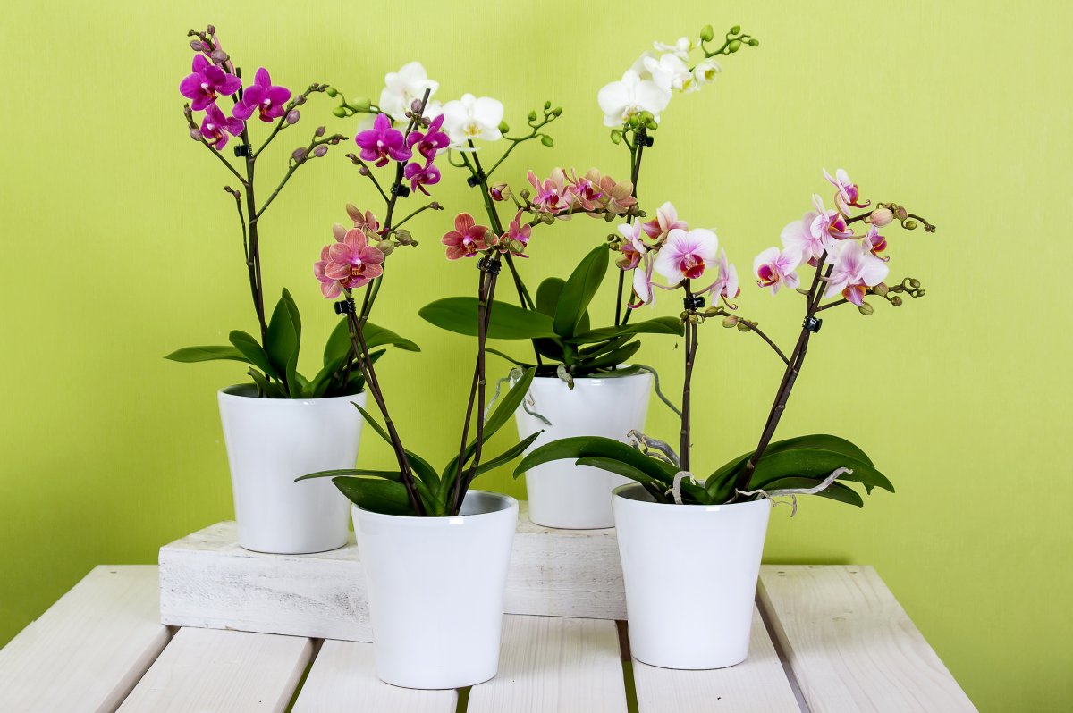 Orchid transplant at home: instructions, video, care