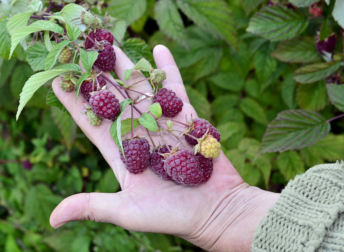 Planting remontant raspberries: methods, stages, timing, site selection and soil preparation