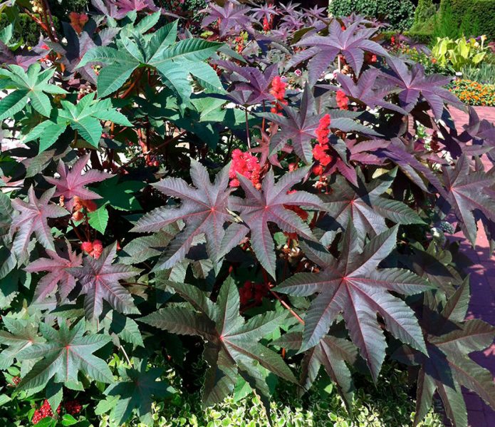 Castor oil plant