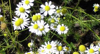 pharmaceutical camomile