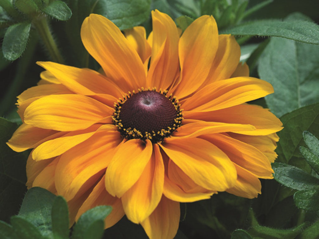 Planting and caring for annual and perennial rudbeckia