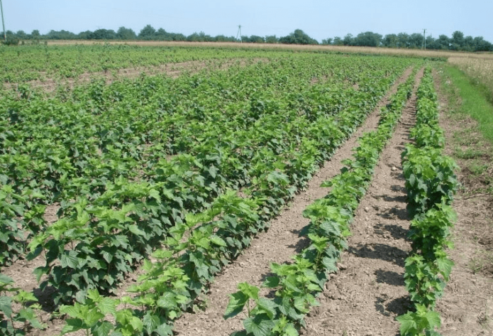 rows of currant seedlings