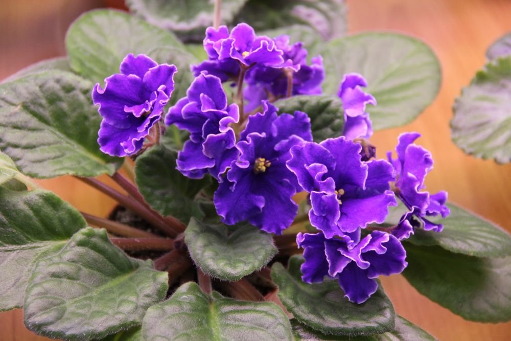 Indoor violets: planting and care at home