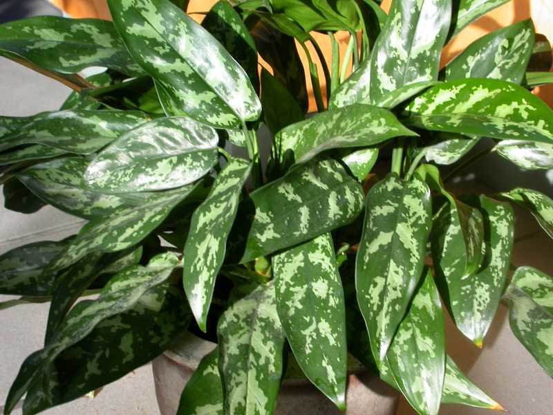 Aglaonema: types and photos, features of home care