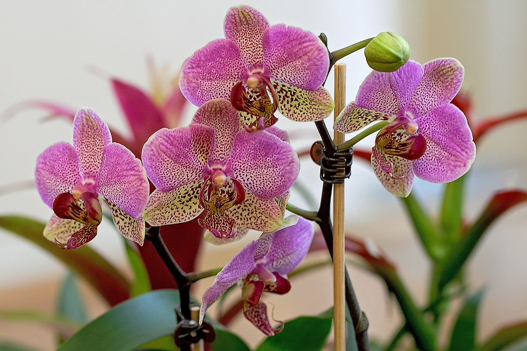 Types of indoor orchid varieties with names