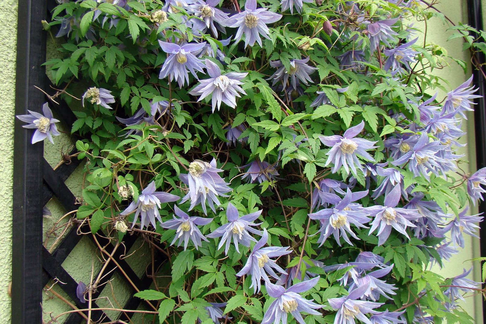 Perennial vines: names of climbing plants for the garden, photo