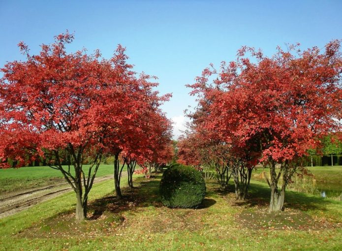 Irgi tree garden