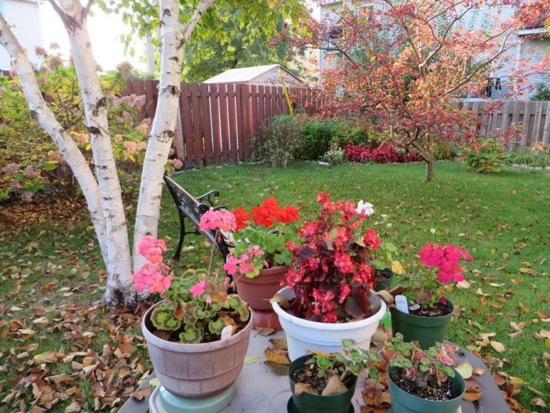 Lunar calendar of the gardener and gardener for October 2018