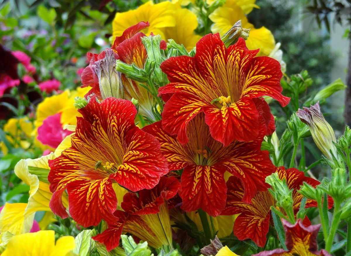 Planting and caring for salpiglossis: varieties, photo of flowers