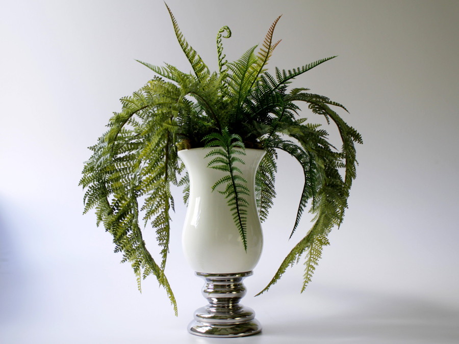 Indoor fern: varieties, photos, home care