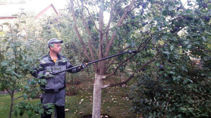 Sanitary pruning of plums in autumn