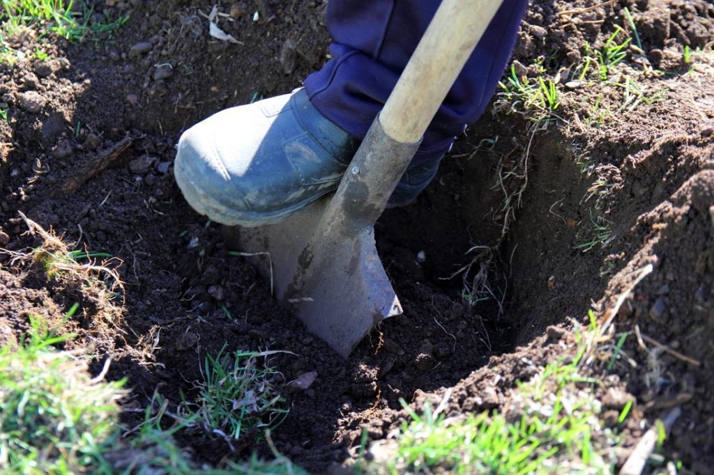 Preparing the hole for planting