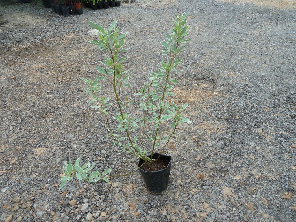 Sapling of variegated turf