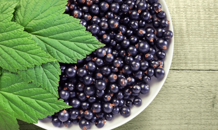 picking currant berries