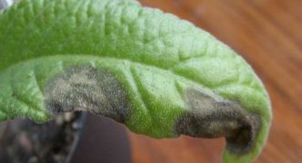 Gray rot on streptocarpus leaves