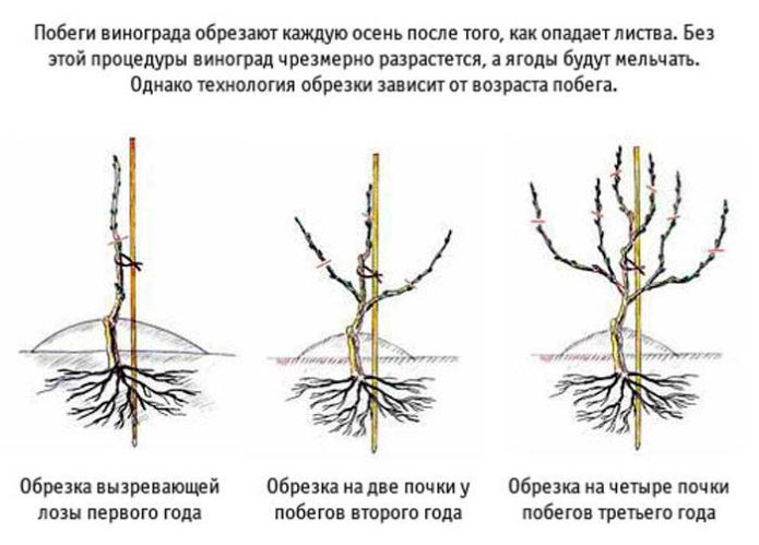 Grape pruning scheme