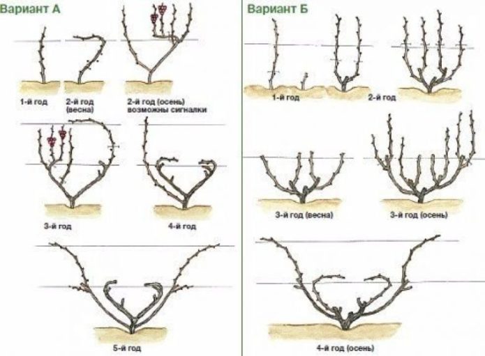 Scheme for pruning grapes of different ages