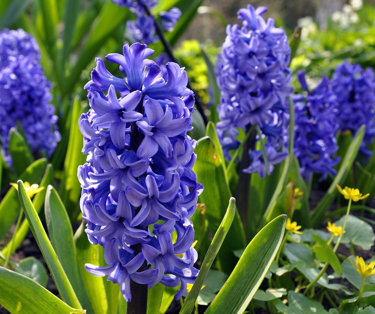 How to care for hyacinth and what to do after flowering