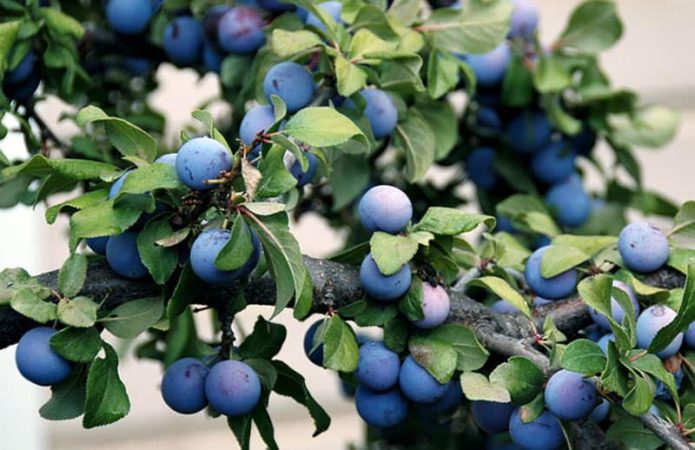 Plums on the tree