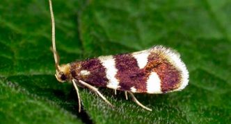 Currant bud moth on a leaf