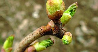 Currant kidney mite