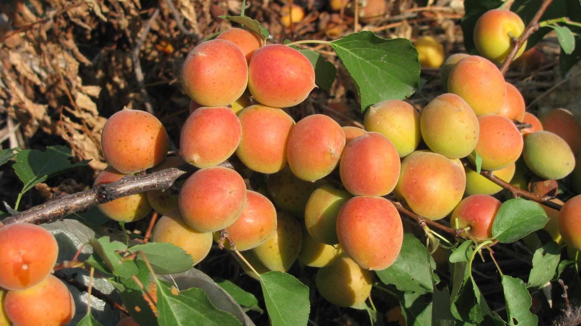 Apricot Saratov Ruby - frost-resistant and promising