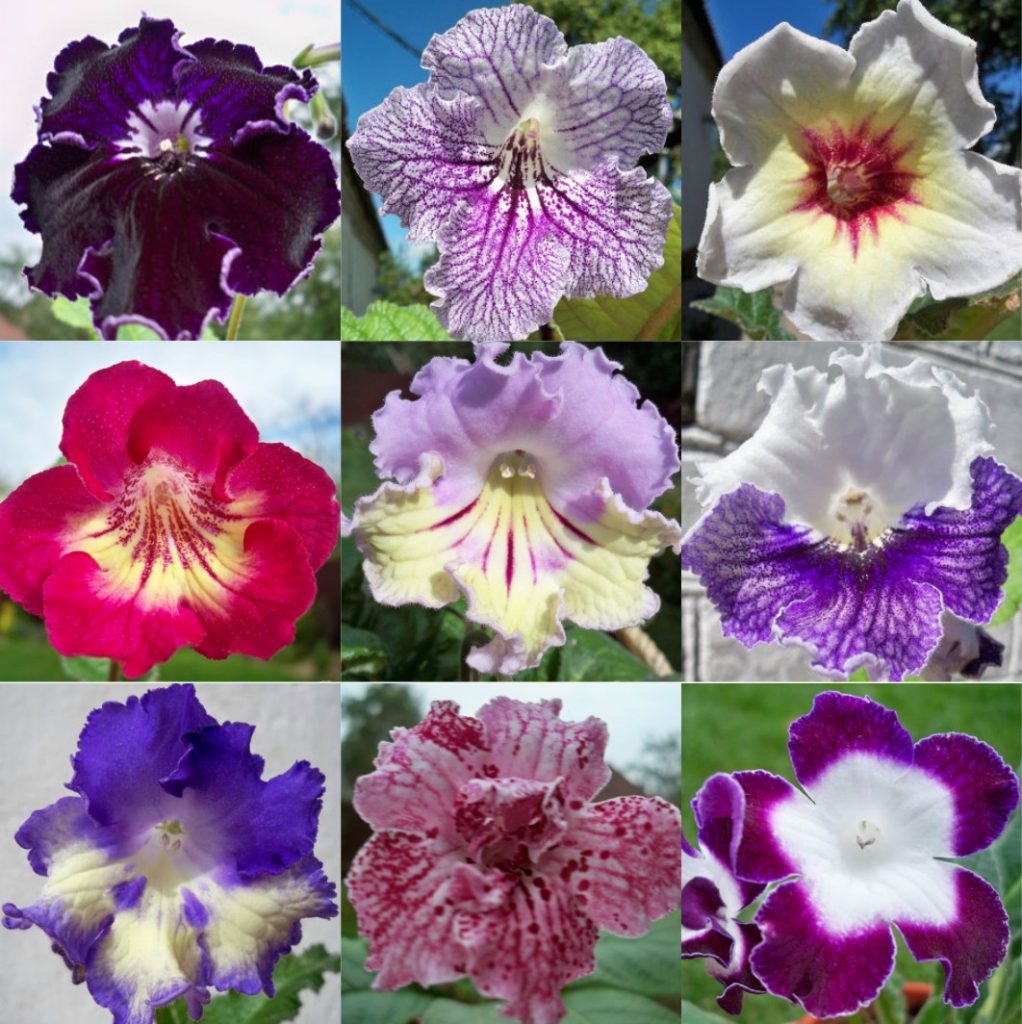 Varieties and colors of streptocarpus flowers