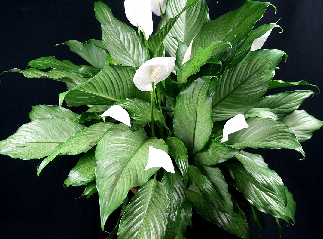 Why does spathiphyllum release only leaves and does not bloom?